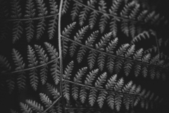 fern detail