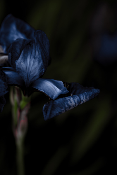 final iris