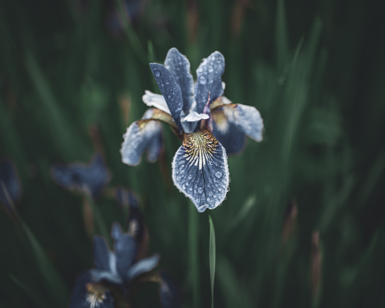 shifted iris