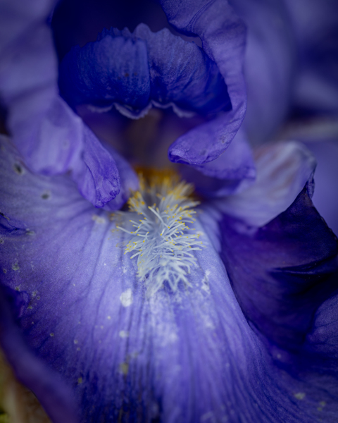 iris, detail
