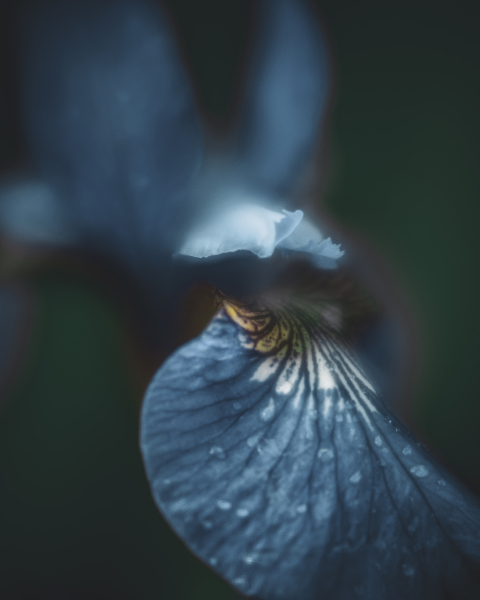 color shift