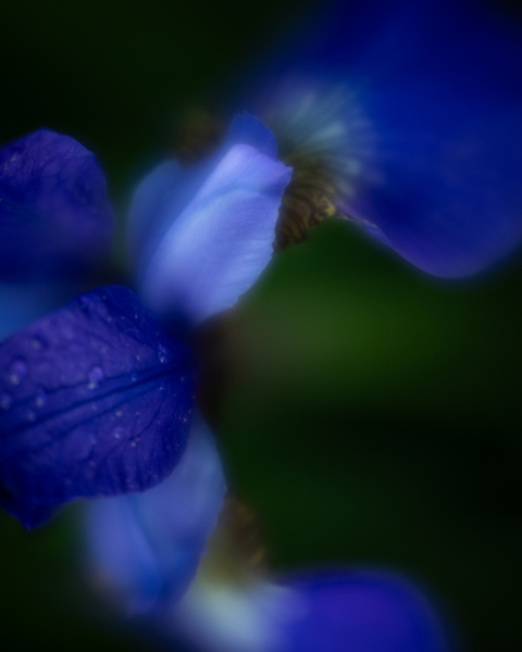 iris abstract