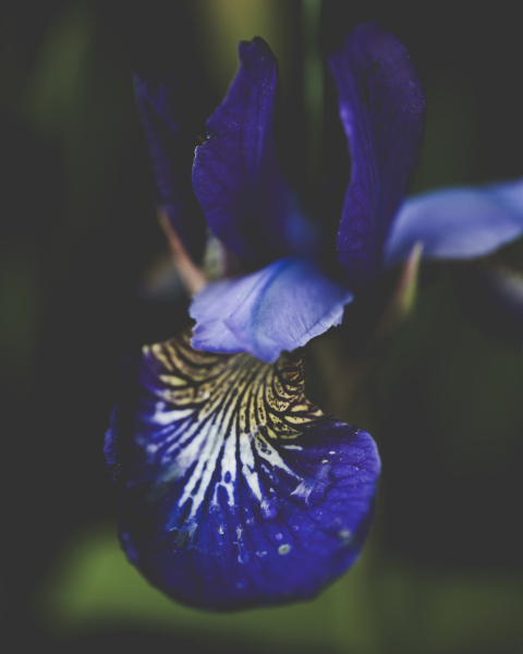 central softness