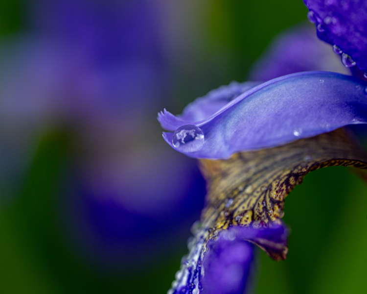 iris and rain 3