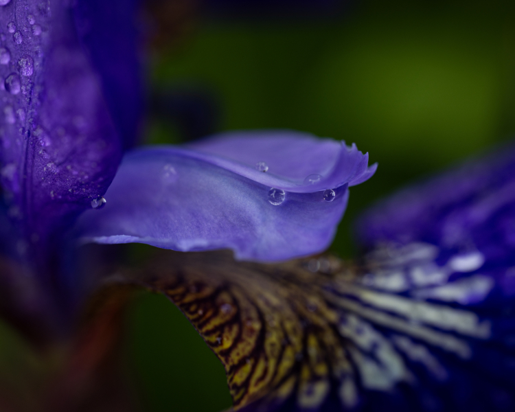 iris and rain 1