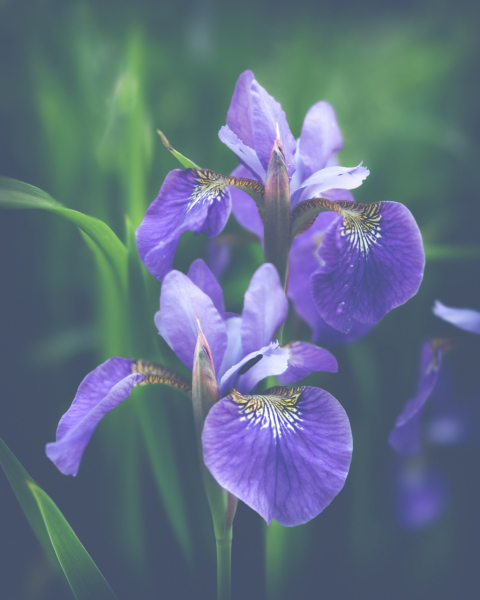 siberian beauties