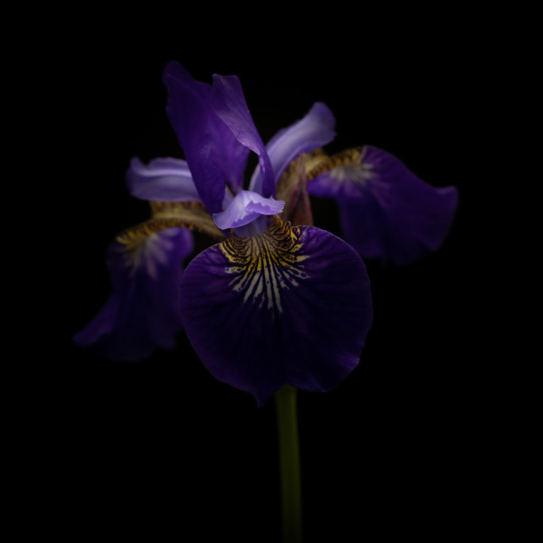 secret hints of blue