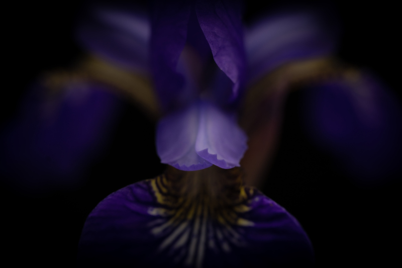 secret hints of blue ii