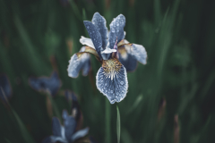 shifted iris