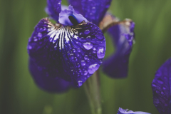 iris and rain 2