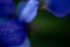 iris abstract
