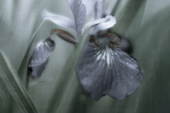 iris dream