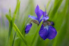 spring blues