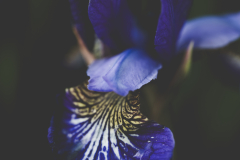central softness