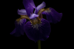 secret hints of blue