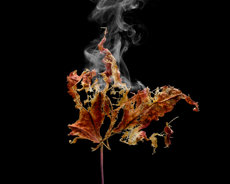 the flame