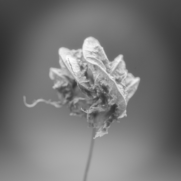 monochrome