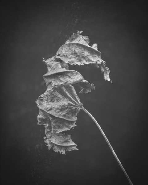 untitled maple