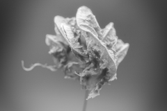 monochrome
