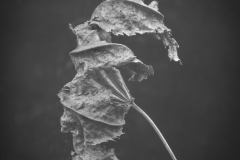 untitled maple