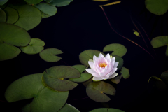 garden_01