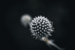 garden_10
