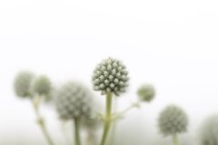 garden_11