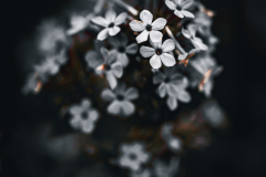 garden_12