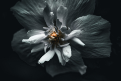 garden_13
