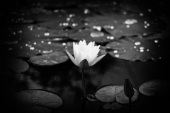 garden_14