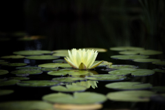 garden_15
