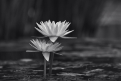 garden_16