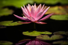 garden_19