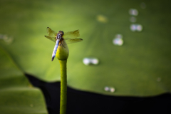 garden_02