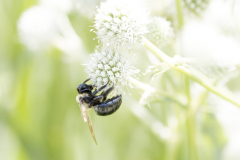 garden_21