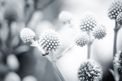 garden_22