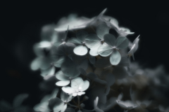 garden_23