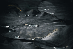 garden_03
