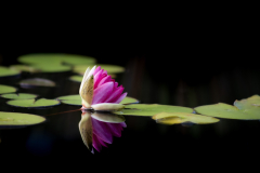 garden_04