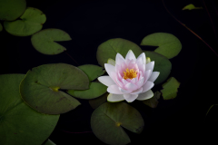 garden_05