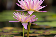 garden_17