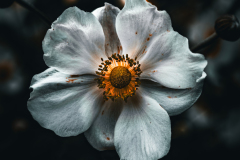 Japanese Anemone