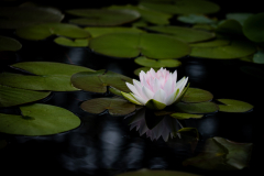 garden_07