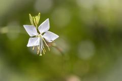 garden_08