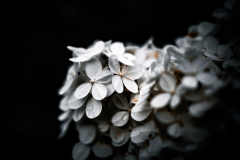 garden_09