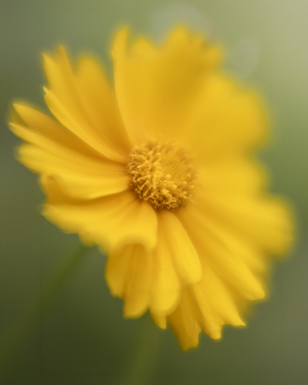 summer sun