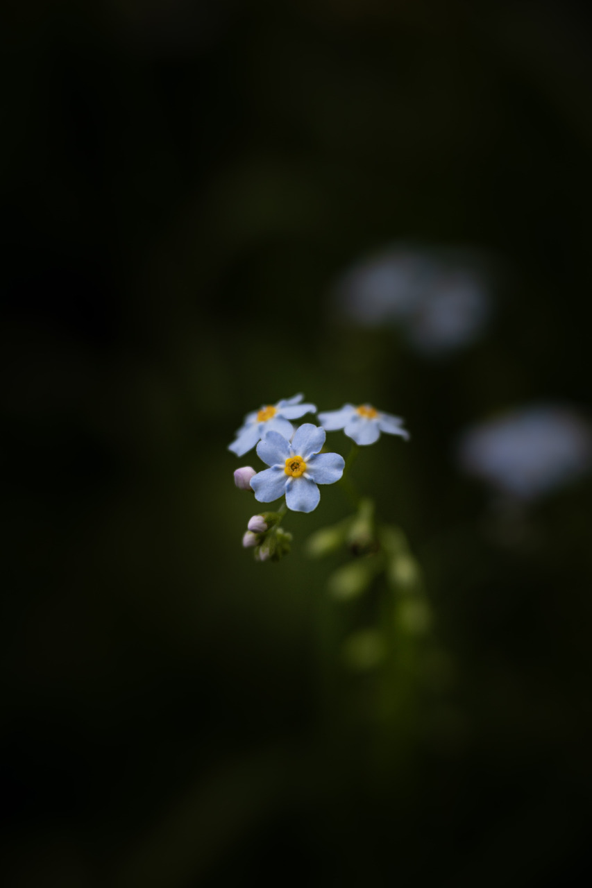 forget me not I
