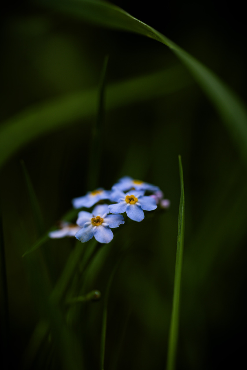 forget me not III