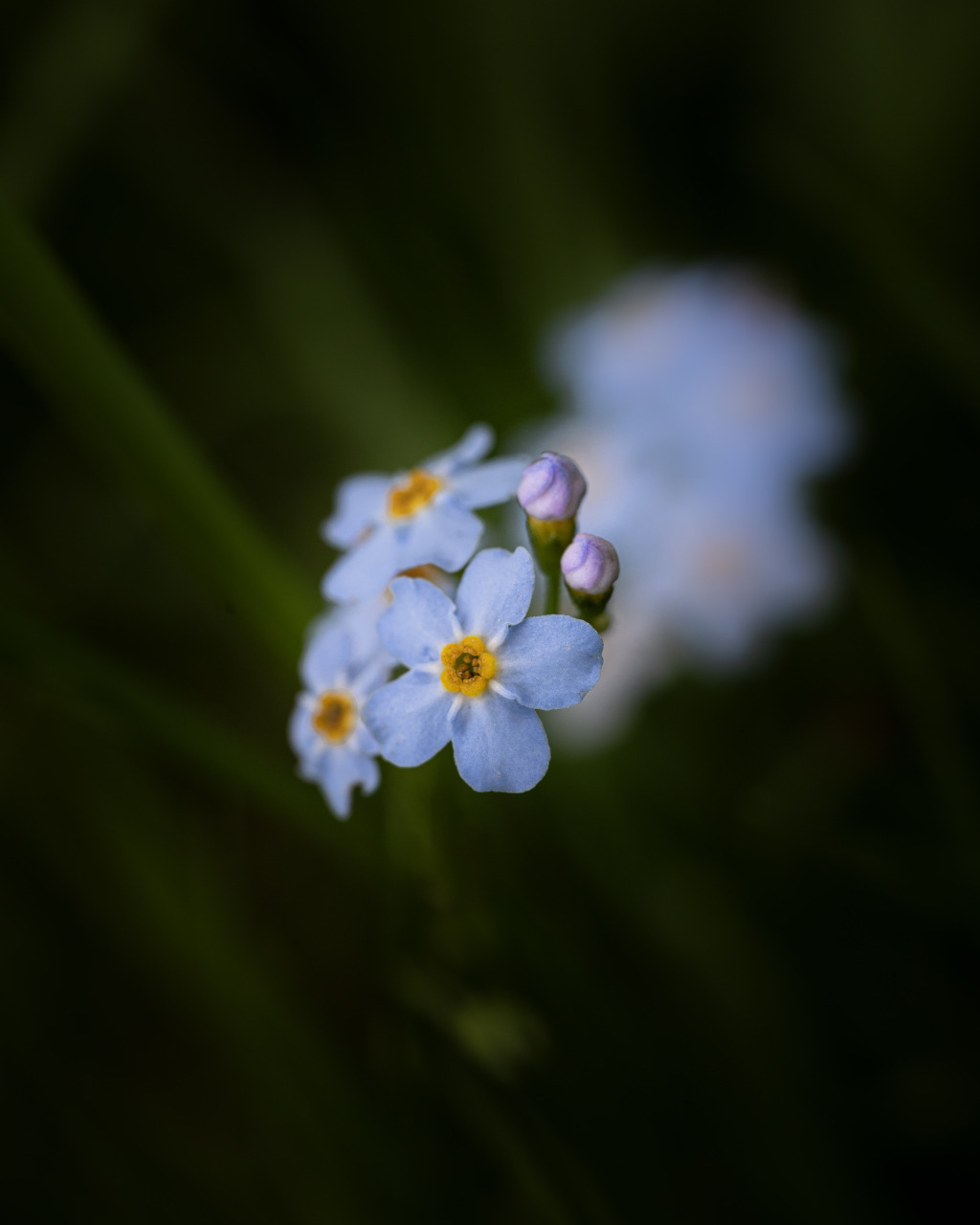 forget me not II