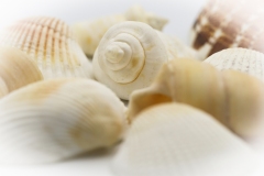 Shells 1